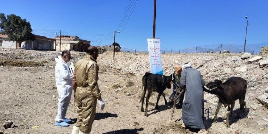 لتنمية الثروة الحيوانية.. الزراعة: تنفيذ 459 قافلة علاجية خلال شهرين - خبر صح